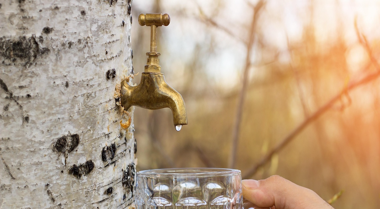 détox sève de bouleau